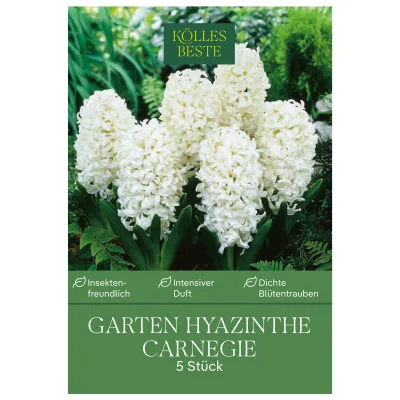 Kölles Beste Garten-Hyazinthen 'Carnegie' weiß, 5 Blumenzwiebeln