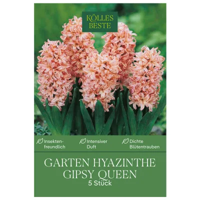 Kölles Beste Garten-Hyazinthen 'Gipsy Queen' lachsfarben, 5 Blumenzwiebeln
