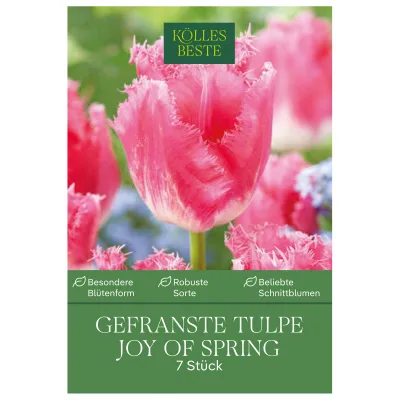 Kölles Beste Gefranste Tulpen 'Joy of Spring' rosa/weiß, 7 Blumenzwiebeln