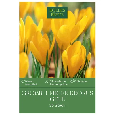 Kölles Beste Großblumige Krokusse gelb, 25 Blumenzwiebeln