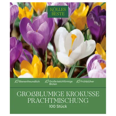Kölles Beste Großblumige Krokusse Prachtmischung, 100 Blumenzwiebeln