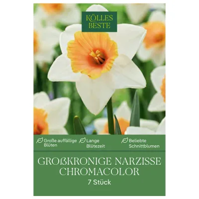 Kölles Beste Großkronige Narzissen 'Chromacolor' weiß-orange, 7 Blumenzwiebeln