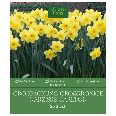 Kölles Beste Großpackung Großkronige Narzissen 'Carlton' gelb, 2 kg