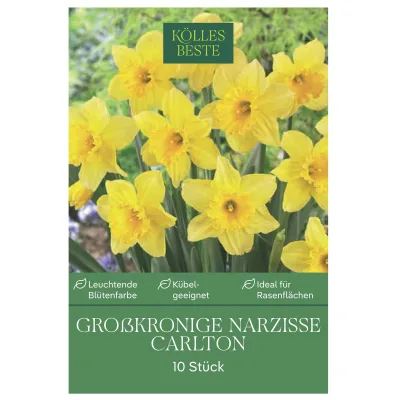 Kölles Beste Osterglocken 'Carlton' gelb, 10 Blumenzwiebeln