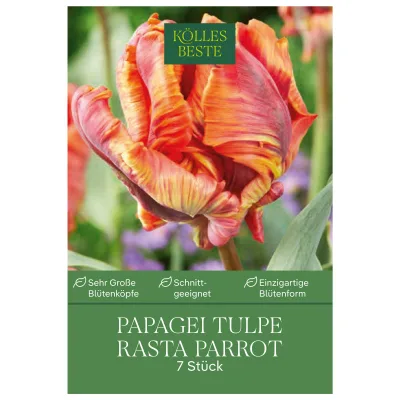 Kölles Beste Papagei-Tulpen 'Rasta Parrot', gelb, Größe 11/12, 7 Blumenzwiebeln