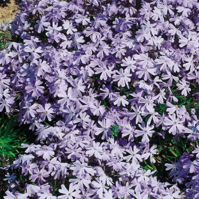 Kölles Beste Polster-Phlox 'Emerald Cushion Blue', 3 Liter Topf