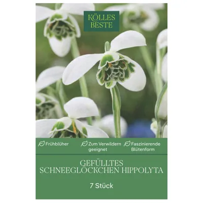 Kölles Beste Schneeglöckchen 'Hippolyta®', 7 Blumenzwiebeln