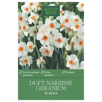 Kölles Beste Tazetten-Narzissen 'Geranium' weiß-orange, 10 Blumenzwiebeln
