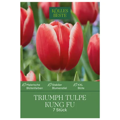 Kölles Beste Triumph Tulpen 'Kung Fu', rot, 7 Blumenzwiebeln