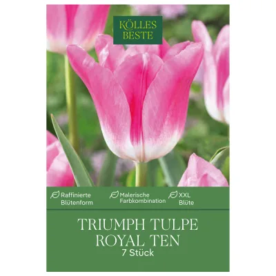 Kölles Beste Triumph-Tulpen 'Royal Ten' weiß/pink, 7 Blumenzwiebeln