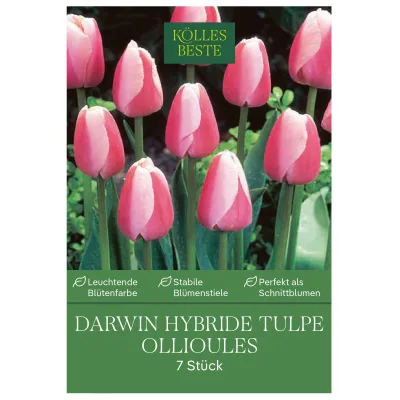 Kölles Beste Tulpe 'Ollioules', rosa, 7 Blumenzwiebeln