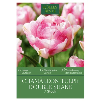 Kölles Beste Tulpen 'Chamäleon Double Shake', 7 Zwiebeln