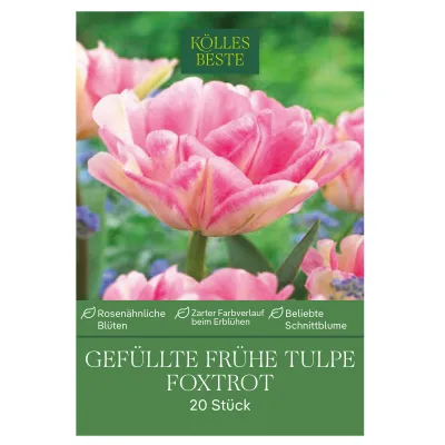 Kölles Beste Tulpen 'Foxtrott', rosa, 20 Blumenzwiebeln