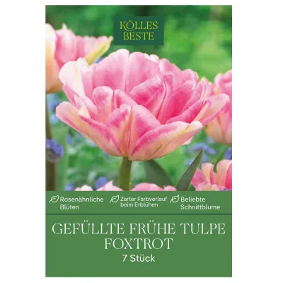 Kölles Beste Tulpen 'Foxtrott', rosa, 7 Blumenzwiebeln