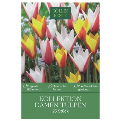 Kölles Beste Tulpen-Kollektion 'Damen-Tulpen®', 25 Blumenzwiebeln