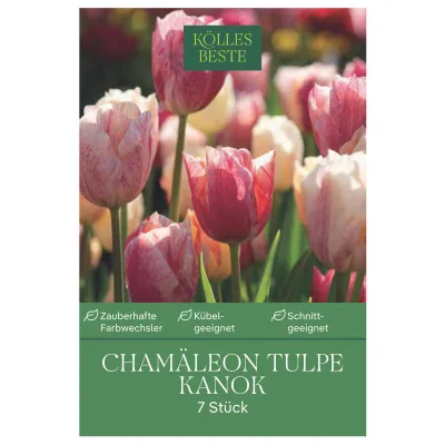 Kölles Beste Tulpenzwiebel Triumph Tulpe 'Kanok', 7 Blumenzwiebeln