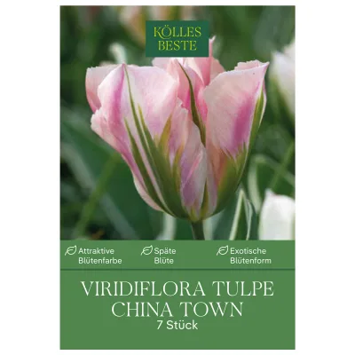 Kölles Beste Viridiflora Tulpen 'China Town', rosa, 7 Blumenzwiebeln