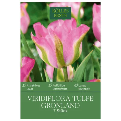 Kölles Beste Viridiflora Tulpen Grönland rosa/grün, 7 Blumenzwiebeln