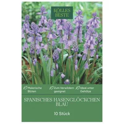 Kölles Beste Waldhyazinthen (Hyacinthoides Hispanica) blau, 10 Stück