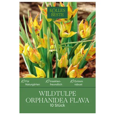 Kölles Beste Wildtulpen 'Orphanidea Flava', gelb, 10 Blumenzwiebeln