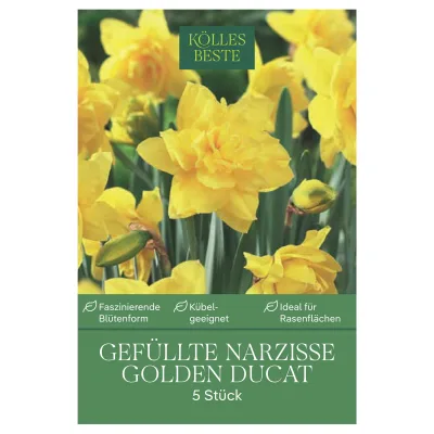 Kölles Beste XXL Gefüllte Narzissen 'Golden Ducat' gelb, 5 Blumenzwiebeln