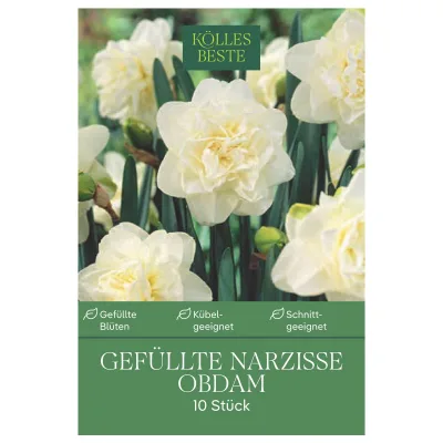 Kölles Beste XXL Gefüllte Narzissen 'Obdam' weiß, 10 Blumenzwiebeln