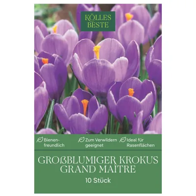 Kölles Beste XXL Großblumige Krokusse 'Grand Maitre' lila, 10 Blumenzwiebeln