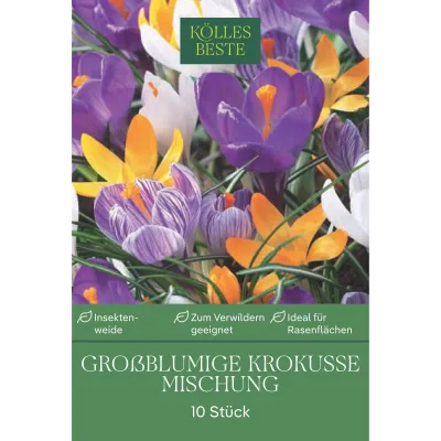 Kölles Beste XXL Großblumige Krokusse Mischung, 10 Blumenzwiebeln