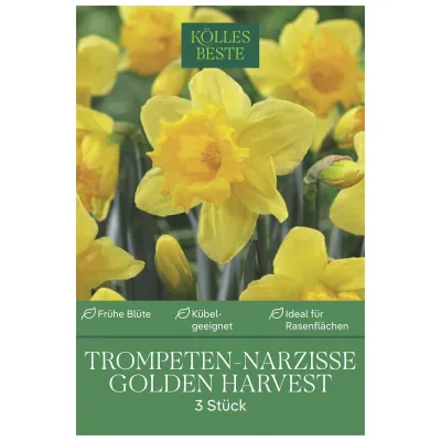 Kölles Beste XXL Trompeten-Narzissen 'Golden Harvest', 3 Blumenzwiebeln
