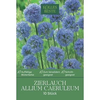 Kölles Beste Zierlauch, Allium Caeruleum, blau, 10 Blumenzwiebeln