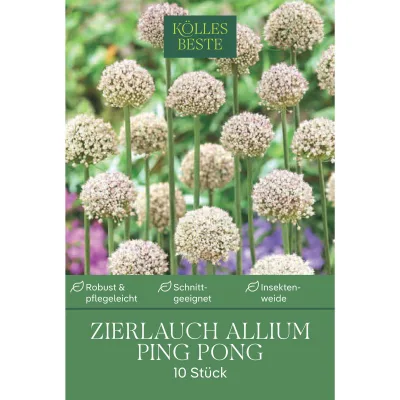 Kölles Beste Zierlauch Allium Ping Pong, 10 Blumenzwiebeln