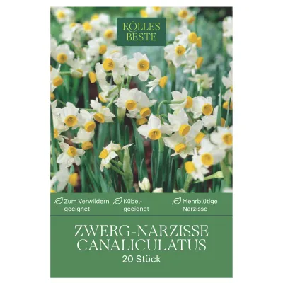 Kölles Beste Zwergnarzissen 'Canaliculatus' weiß-gelb, 20 Blumenzwiebeln