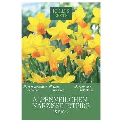 Kölles Beste Zwergnarzissen Jetfire gelb-orange, 15 Blumenzwiebeln