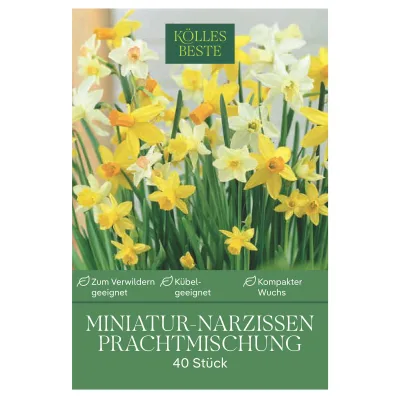 Kölles Beste Zwergnarzissen Prachtmischung, 40 Blumenzwiebeln