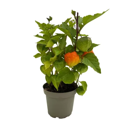Lampionblume orange, Topf-Ø 13 cm, 3 Planzen
