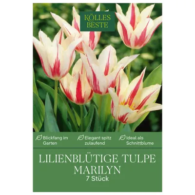 Lilienblütige Tulpen 'Marilyn', weiß, orange, Größe 11/12, 7 Blumenzwiebeln