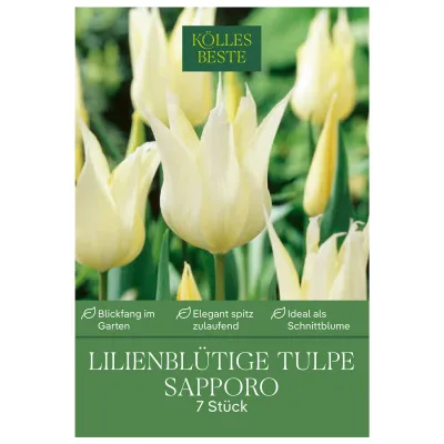 Lilienblütige Tulpen 'Sapporo', Weiß, 7 Blumenzwiebeln, Größe 11/12