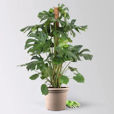 Monstera, am Moosstab, Topf-Ø 34 cm, Höhe ca. 160 cm
