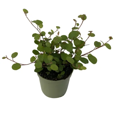 Mühlenbeckia, Mini, Topf-Ø 6 cm, 12 Pflanzen