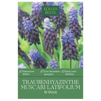Muscari Latifolium blau mit hellblau, 10 Blumenzwiebeln