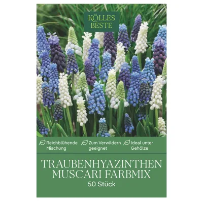 Muscari (Traubenhyazinthen) Prachtmischung, 50 Blumenzwiebeln