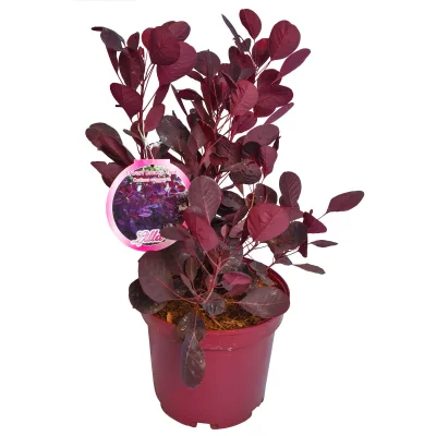 Perückenstrauch 'Lilla'®, Höhe ca. 40 cm, Topf 4 Liter, 5 Pflanzen