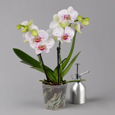 Phalaenopsis 'Spirit' weiß gesprenkelt, 2 Rispen, Topf-Ø 12 cm, Höhe ca. 50 cm