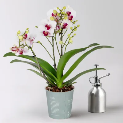 Phalaenopsis weiß, rote Lippe, 2 Rispen, Topf-Ø 12 cm, Höhe ca. 50 cm