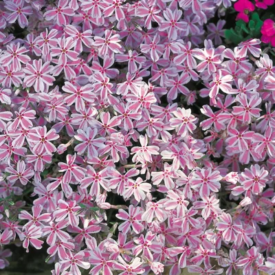 Phlox subulata 'Candy Stripes' rosa-weiß, Topf 11x11 cm, 3 Pflanzen