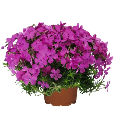 Phlox subulata 'McDaniel's Cushion' pink, Topf 11x11 cm