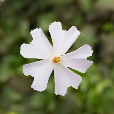 Phlox subulata weiß, Topf 11x11 cm, 3 Pflanzen