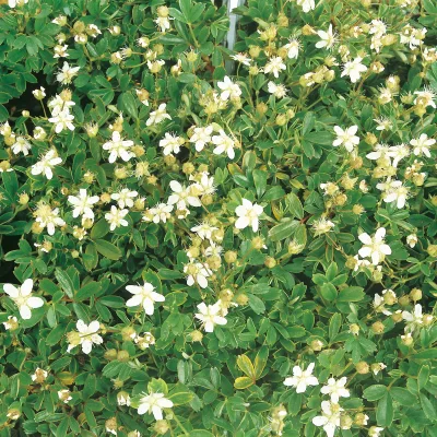 Potentilla tridentata 'Nuuk', 12er-Set, Topf-Ø 9 cm