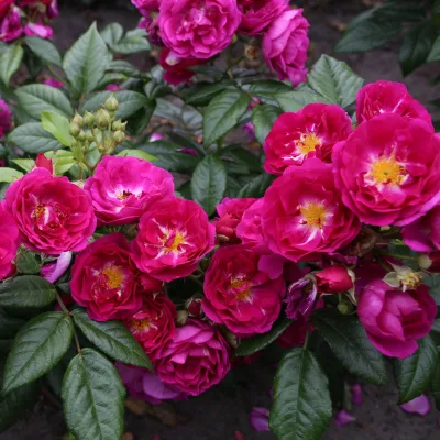 Ramblerrose 'Purple Siluetta'®, purpur-violett, Topf 5 Liter
