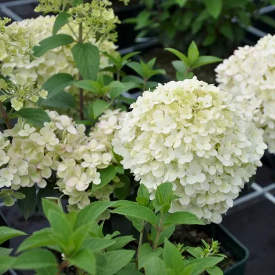 Rispenhortensien-Kollektion 'Weiss' (Hydrangea paniculata), 3er-Set, Topf 4,6 l